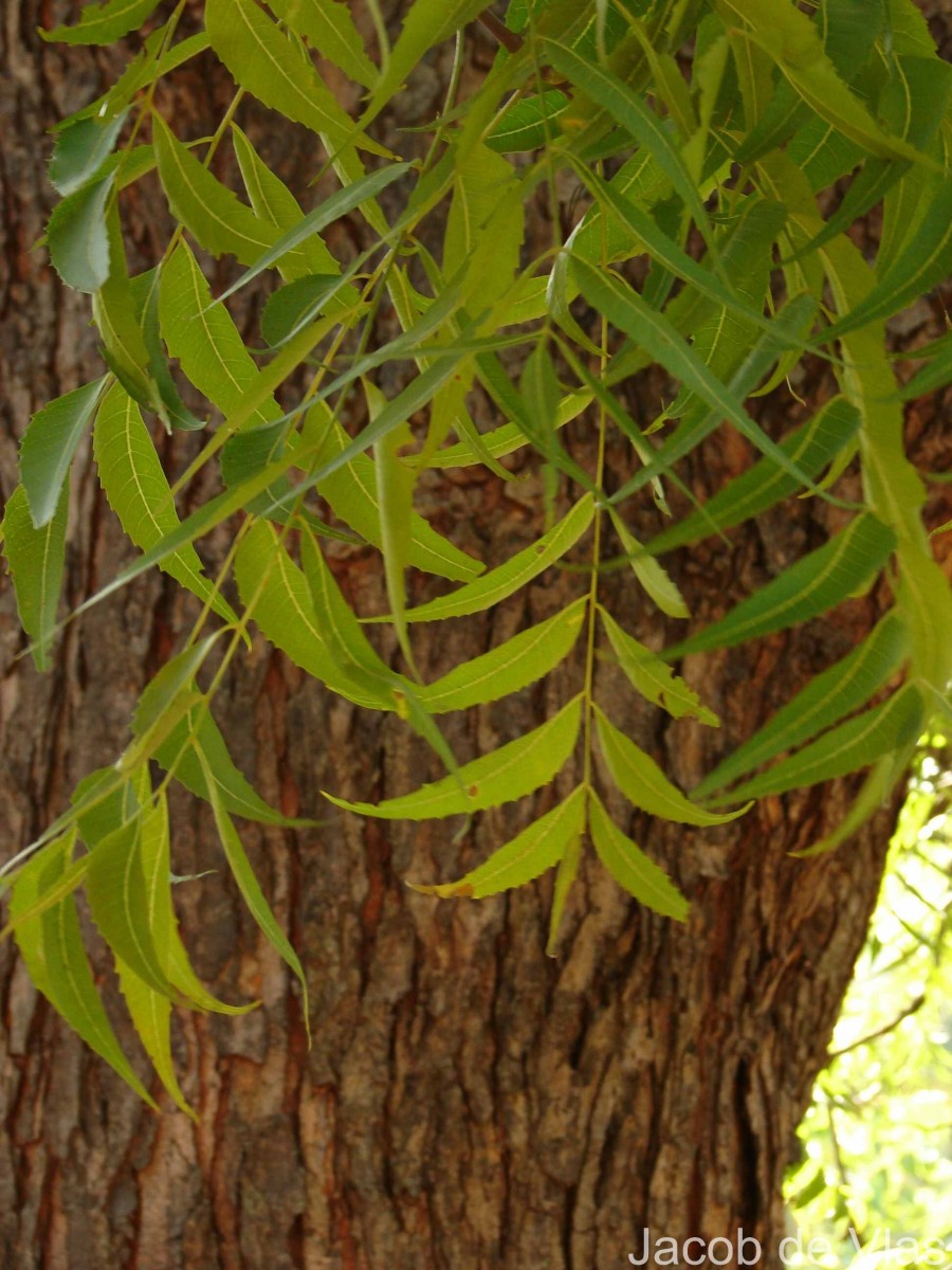 Azadirachta indica A.Juss.